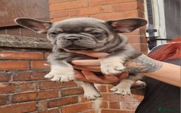 French Bulldog dogs for sale: Beautiful brindle french-bulldog girl left!  - Image 19