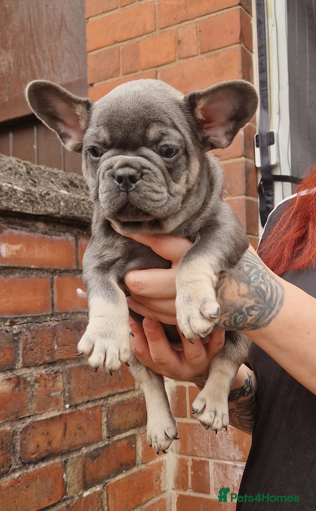French Bulldog dogs for sale: Beautiful brindle french-bulldog girl left!  - Image 19