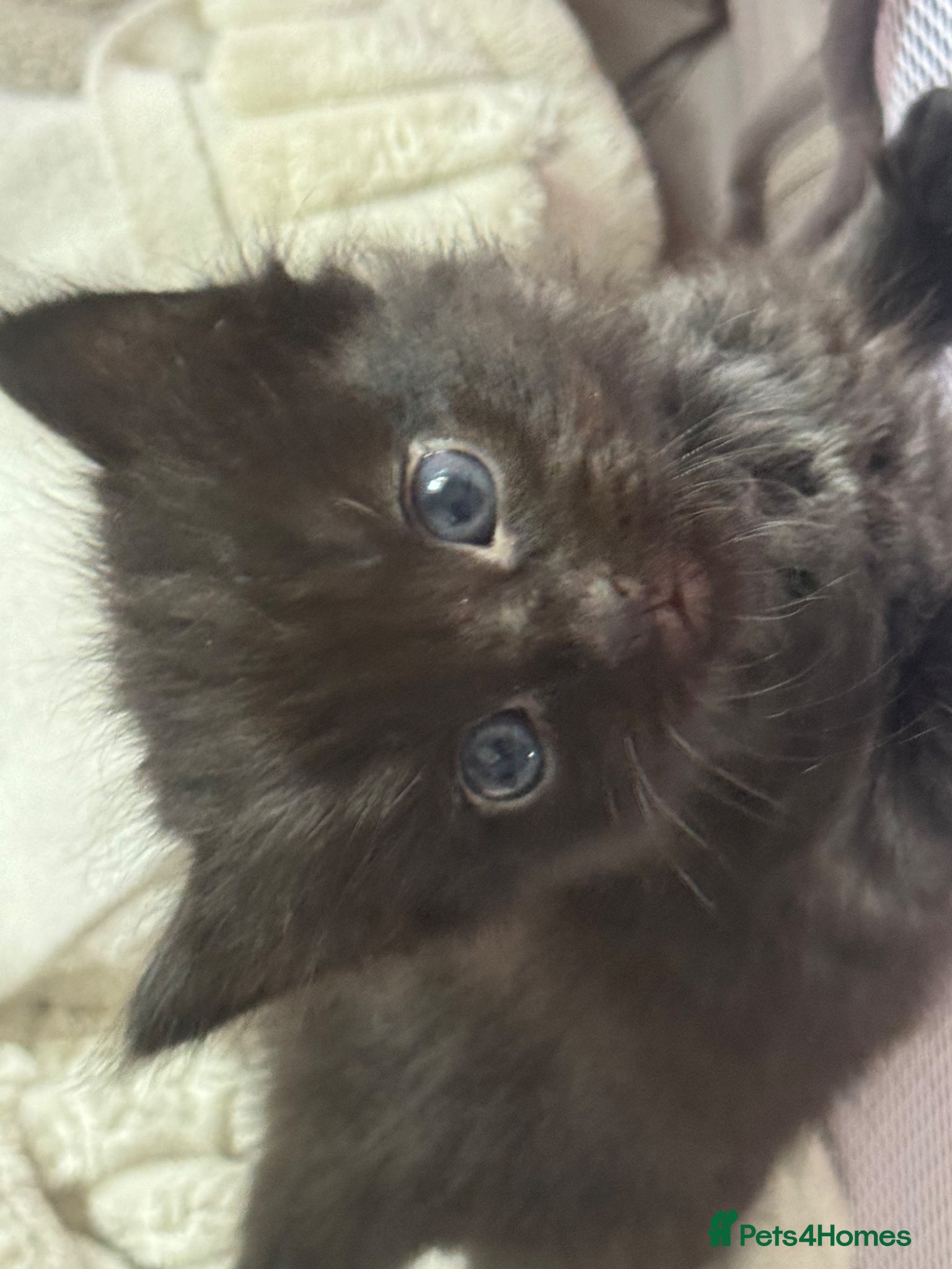 Mixed Breed cats Mixed breed kittens for sale  - Advert 1