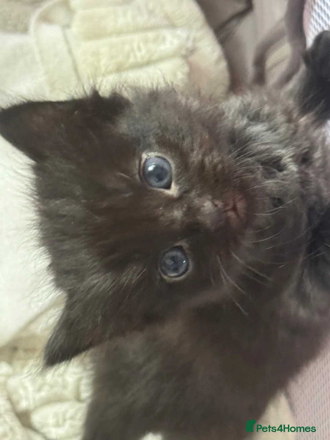 Mixed Breed cats for sale: Mixed breed kittens for sale  in Eastleigh - Advert 1