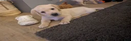 Labrador Retriever dogs for sale: Yellow and black Labrador puppies  in Cambridge - Advert 6