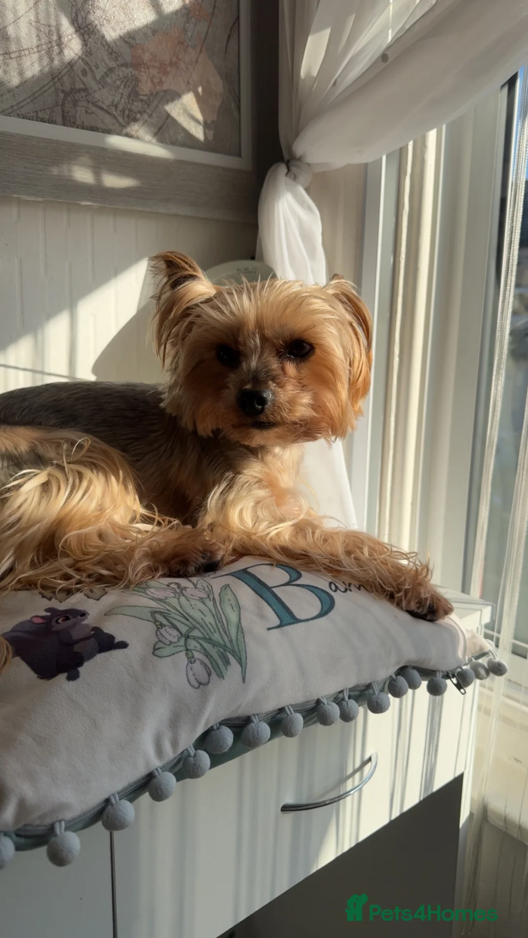 Yorkshire Terrier dogs for stud: Yorkshire terrier stud  - Advert 2