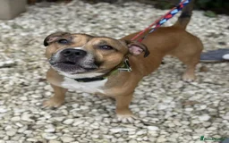 Staffordshire Bull Terrier dogs for adoption: Runt  - Image 7