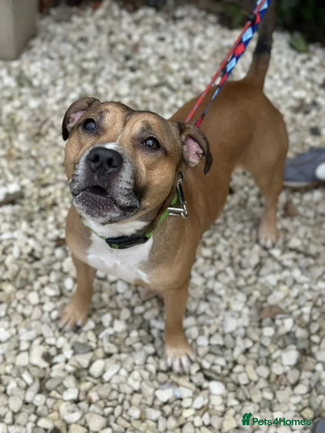 Staffordshire Bull Terrier dogs for adoption: Runt  - Image 7