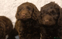Cockapoo dogs for sale: Adorable Cockapoo Puppies – Ready This Friday 18th - Image 4