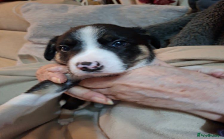 Border Collie dogs - Advert 2