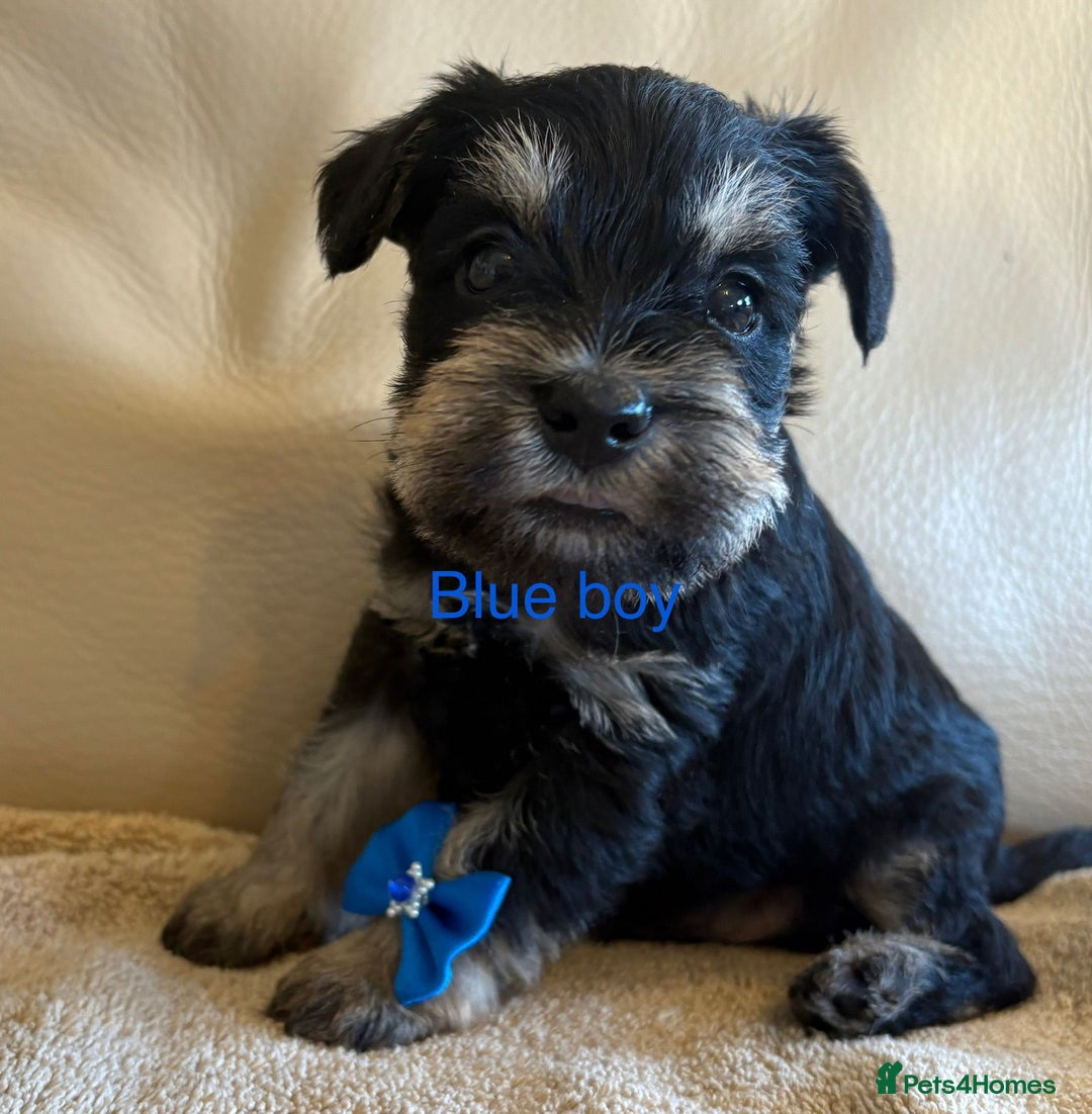 Miniature Schnauzer dogs for sale: Kc registered miniature schnauzer Bva eye test - Image 9