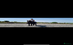 Other Breed horses for sale: Dales x Cob for sale - Image 11