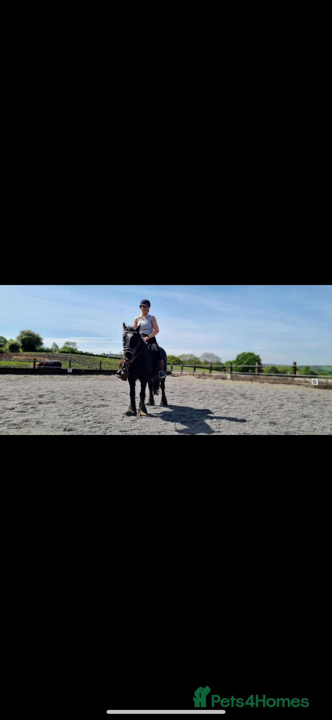 Other Breed horses for sale: Dales x Cob for sale - Image 11