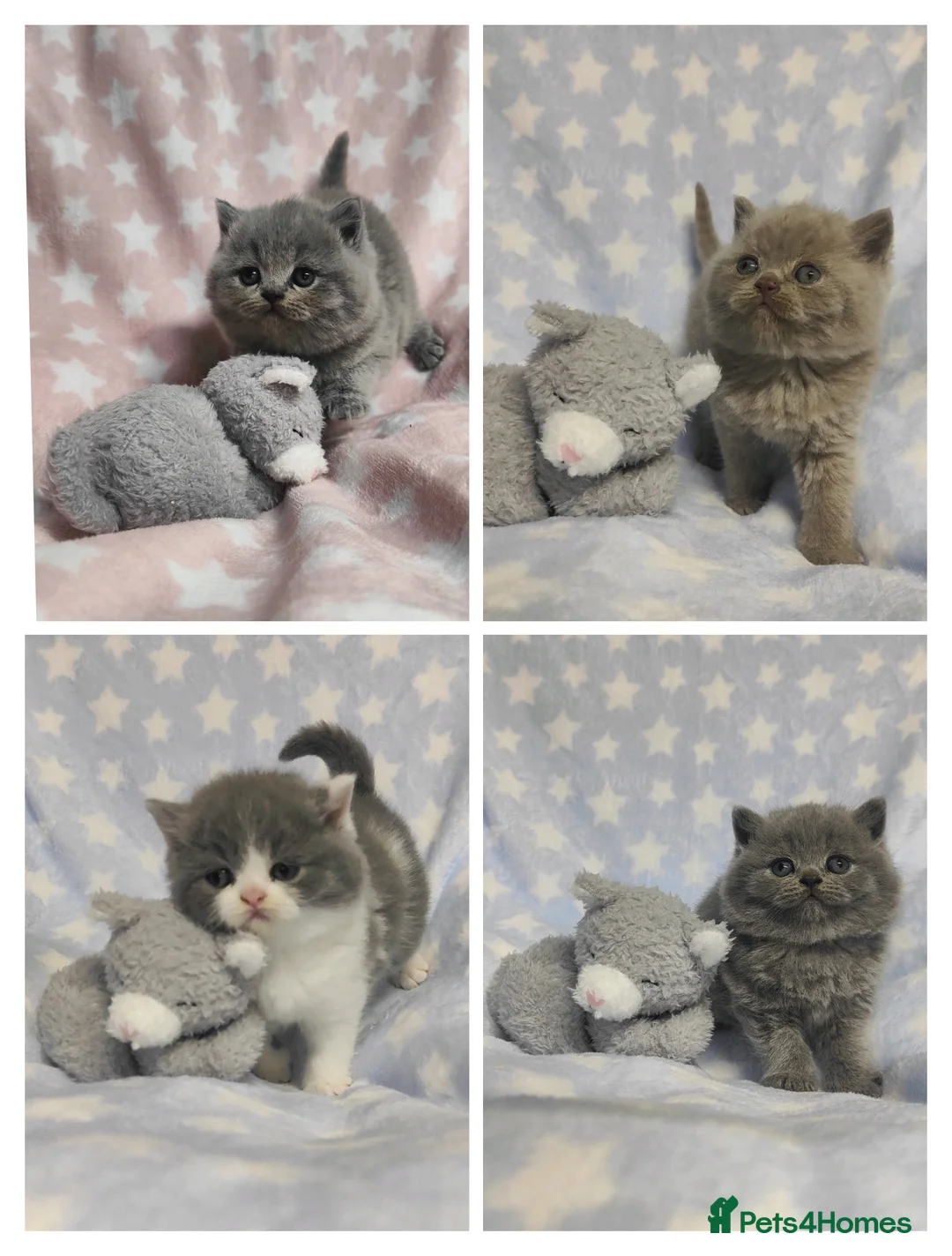 British Shorthair cats for sale: GCCF Registered Chunky British Shorthair Kittens  - Advert 1