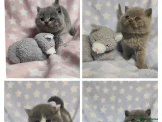 British Shorthair cats GCCF Registered Chunky British Shorthair Kittens - Advert 12