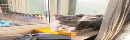 British Shorthair cats for sale: British shorthair kittens - Advert 9