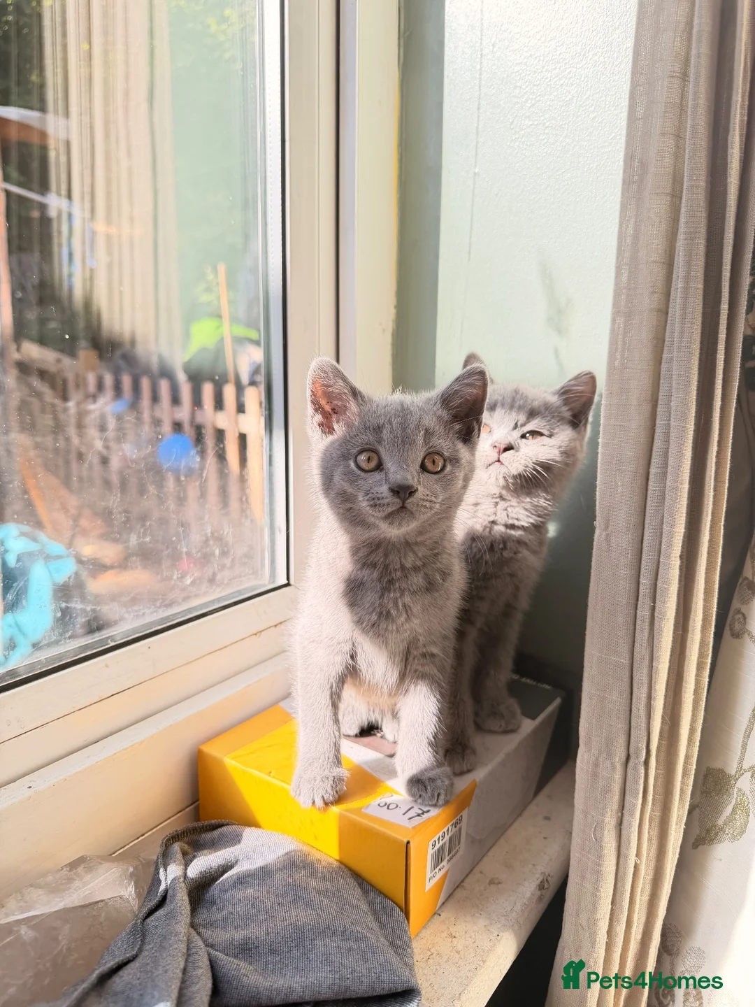 British Shorthair cats for sale: British shorthair kittens - Advert 9