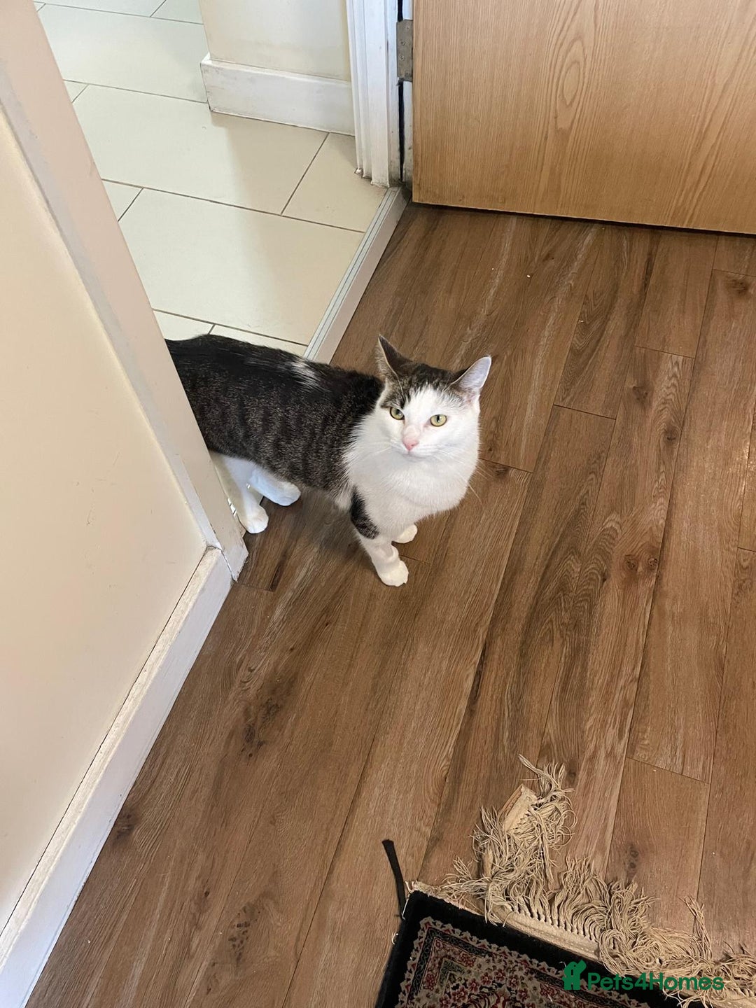 British Shorthair cats for sale: Rehoming My Cat - Image 4