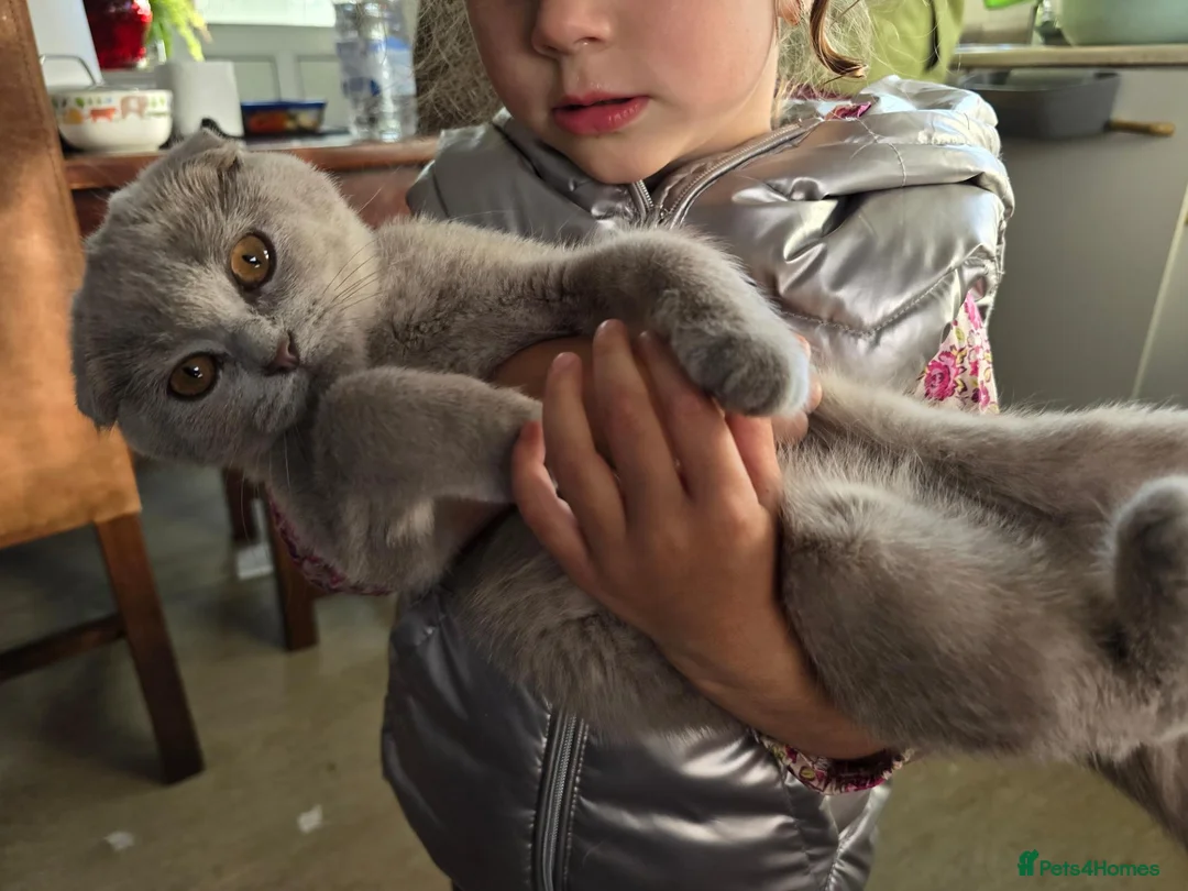Scottish Fold cats for sale: scottish fold kitten - Advert 2