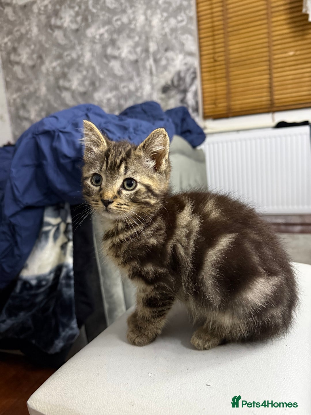 Mixed Breed cats for sale: 10-Week-Old Playful Kittens Seeking Loving Homes - Advert 16