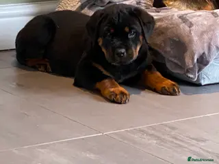 Rottweiler dogs Purebred Rottweiler Puppies - Advert 1