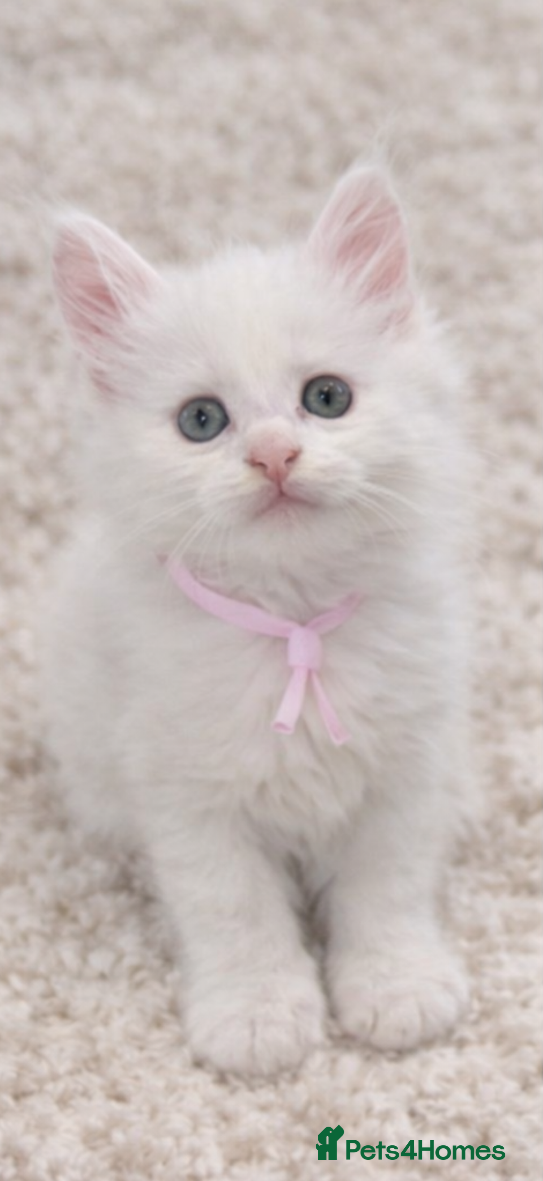 Maine Coon cats for sale: Outstanding pedigree kittens - Advert 6