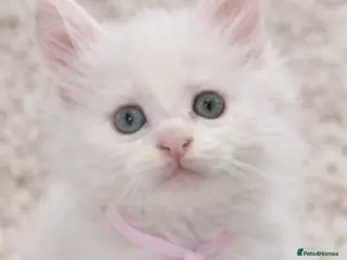 Maine Coon cats Outstanding pedigree kittens - Advert 2