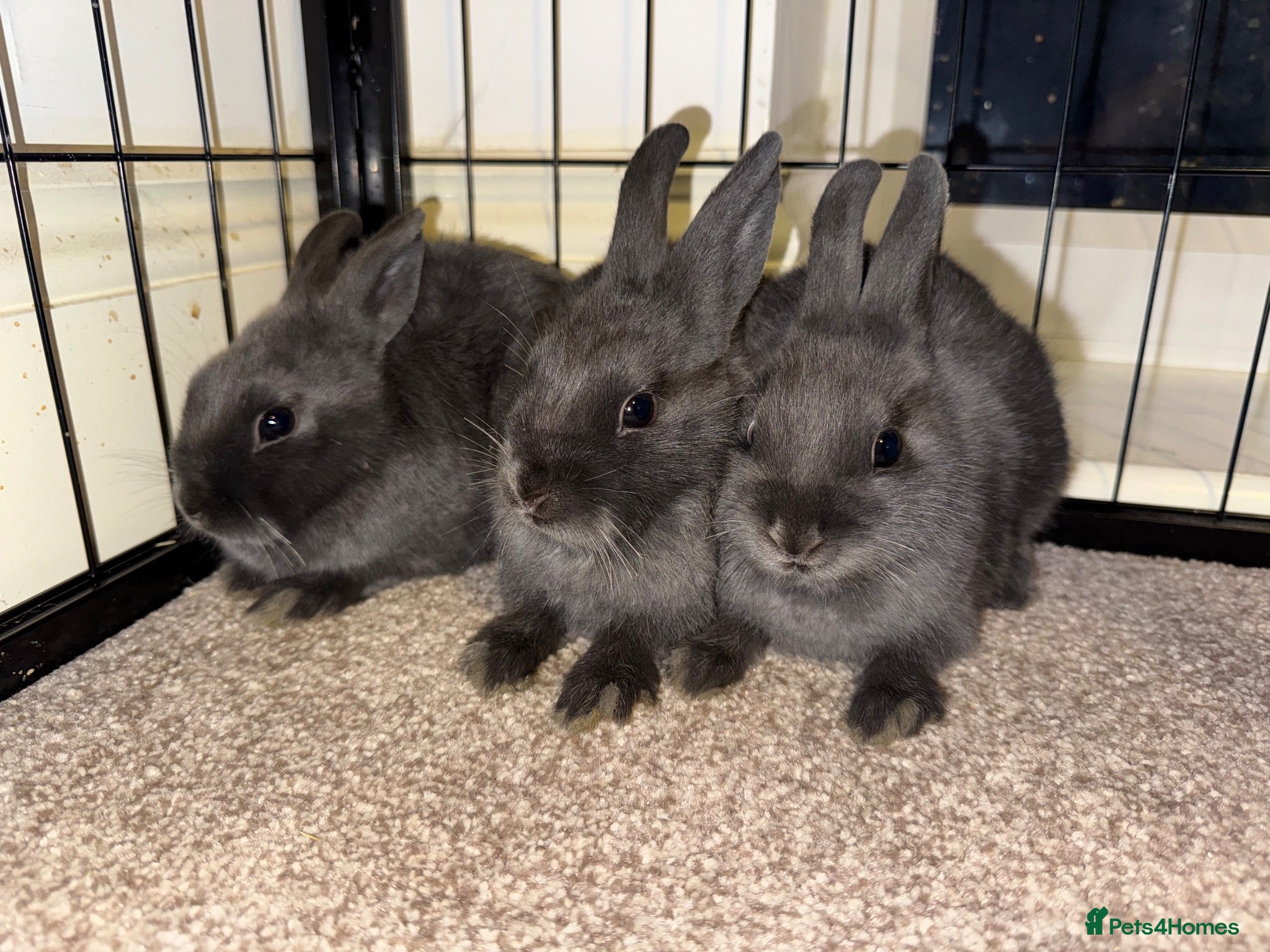 Netherland Dwarf rabbits 3 Netherland Dwarf babies.  - Advert 1