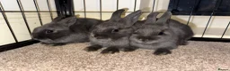 Netherland Dwarf rabbits for sale: 3 Netherland Dwarf babies.  in Droitwich - Advert 1