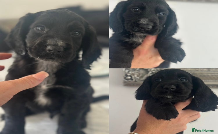 Cocker Spaniel dogs - Advert 1