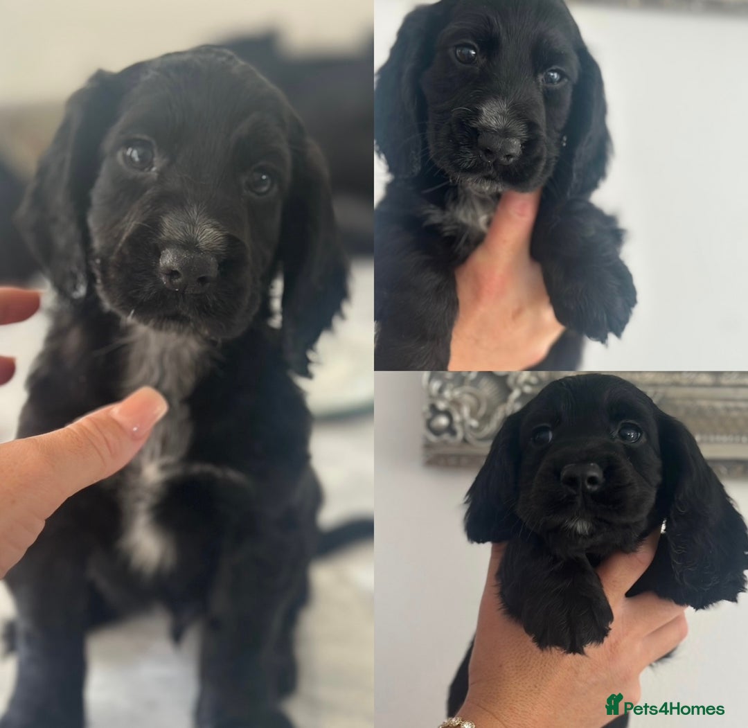 Cocker Spaniel dogs for sale: Cocker Spaniel Puppies perfect example ready now - Image 5