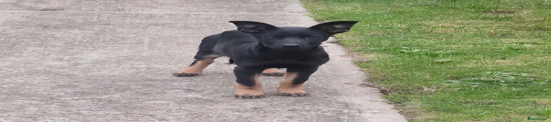 German Shepherd Puppy 2