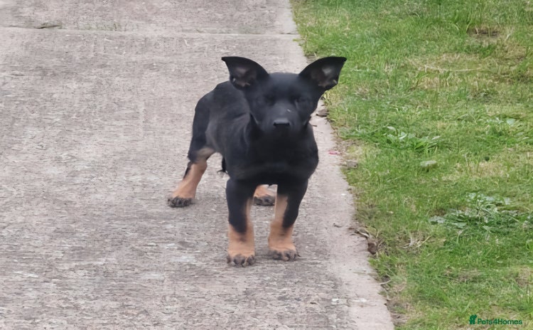 German Shepherd dogs - Advert 11