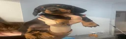 Miniature Dachshund dogs for sale: 4 black & tan miniature dachshund puppies. - Advert 17