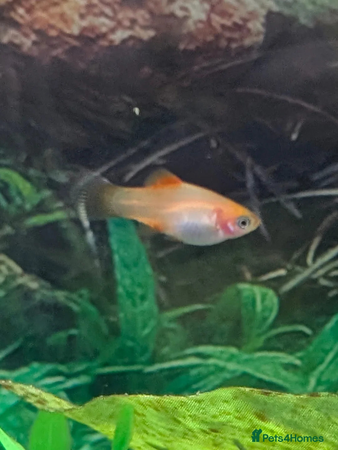 Live Bearers fish for sale: Guppy Guppies babies 2 - 6 weeks old in Callington - Advert 2