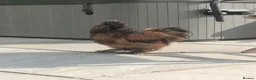 Chickens poultry for sale: Silkie cockerels  in Woodbridge - Advert 4