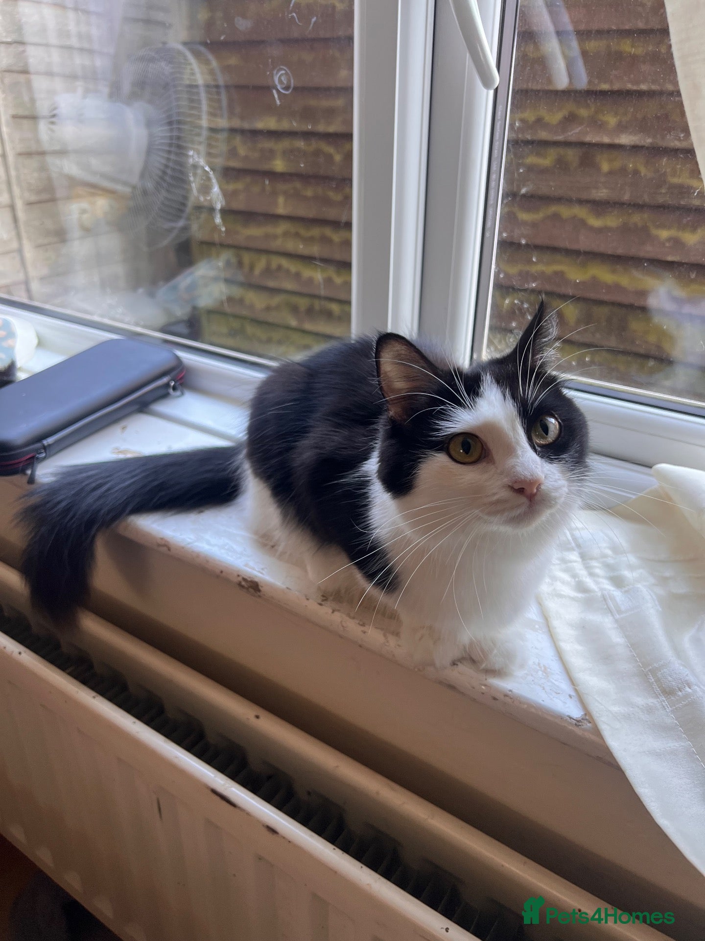 Domestic Shorthair cats Female Kitten - Advert 6