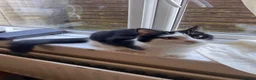 Domestic Shorthair cats for sale: Female Kitten in Telford - Advert 1