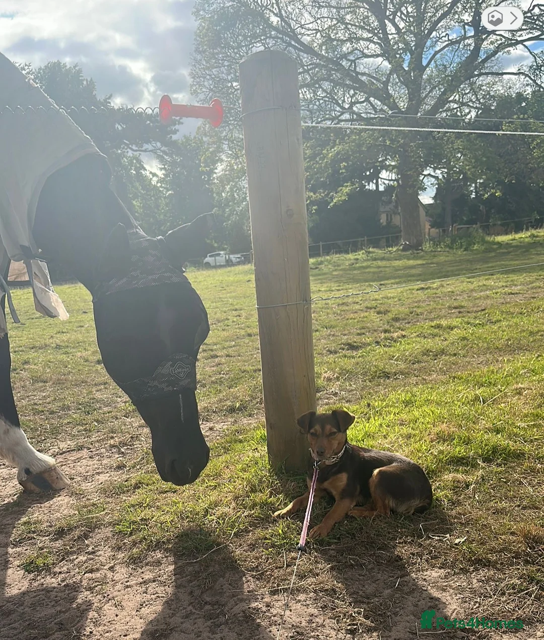 Norfolk Terrier dogs for sale: Awaiting beautiful norjacks  - Advert 3