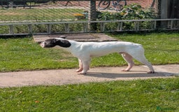 Dorset Olde Tyme Bulldogge dogs for sale: Buster - Image 6