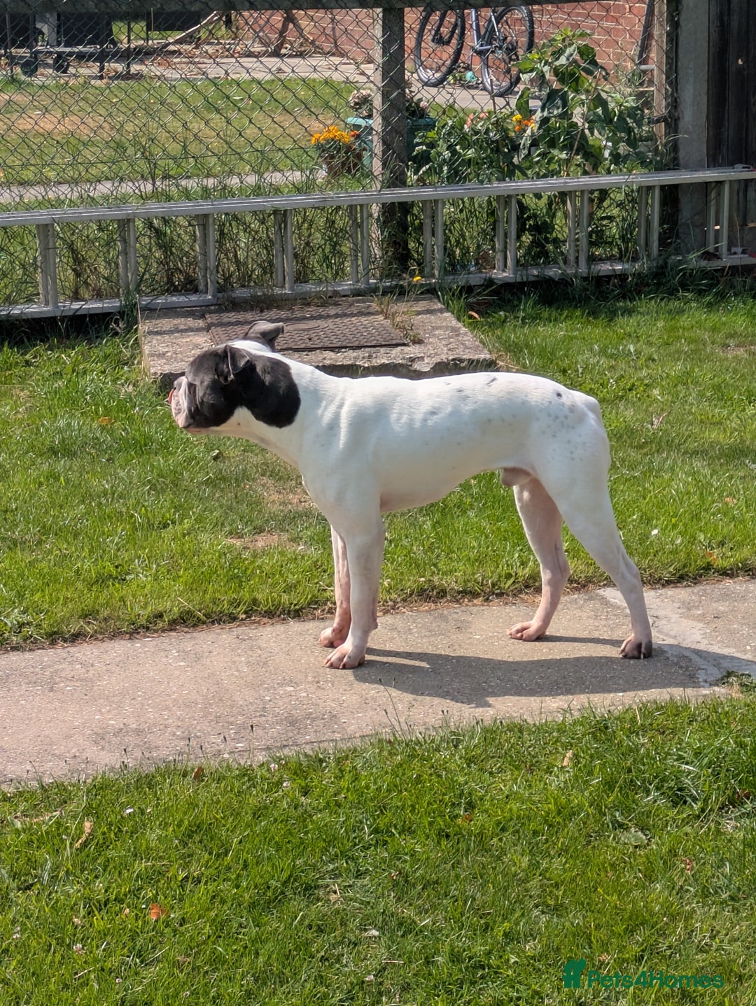Dorset Olde Tyme Bulldogge dogs for sale: Buster - Image 6