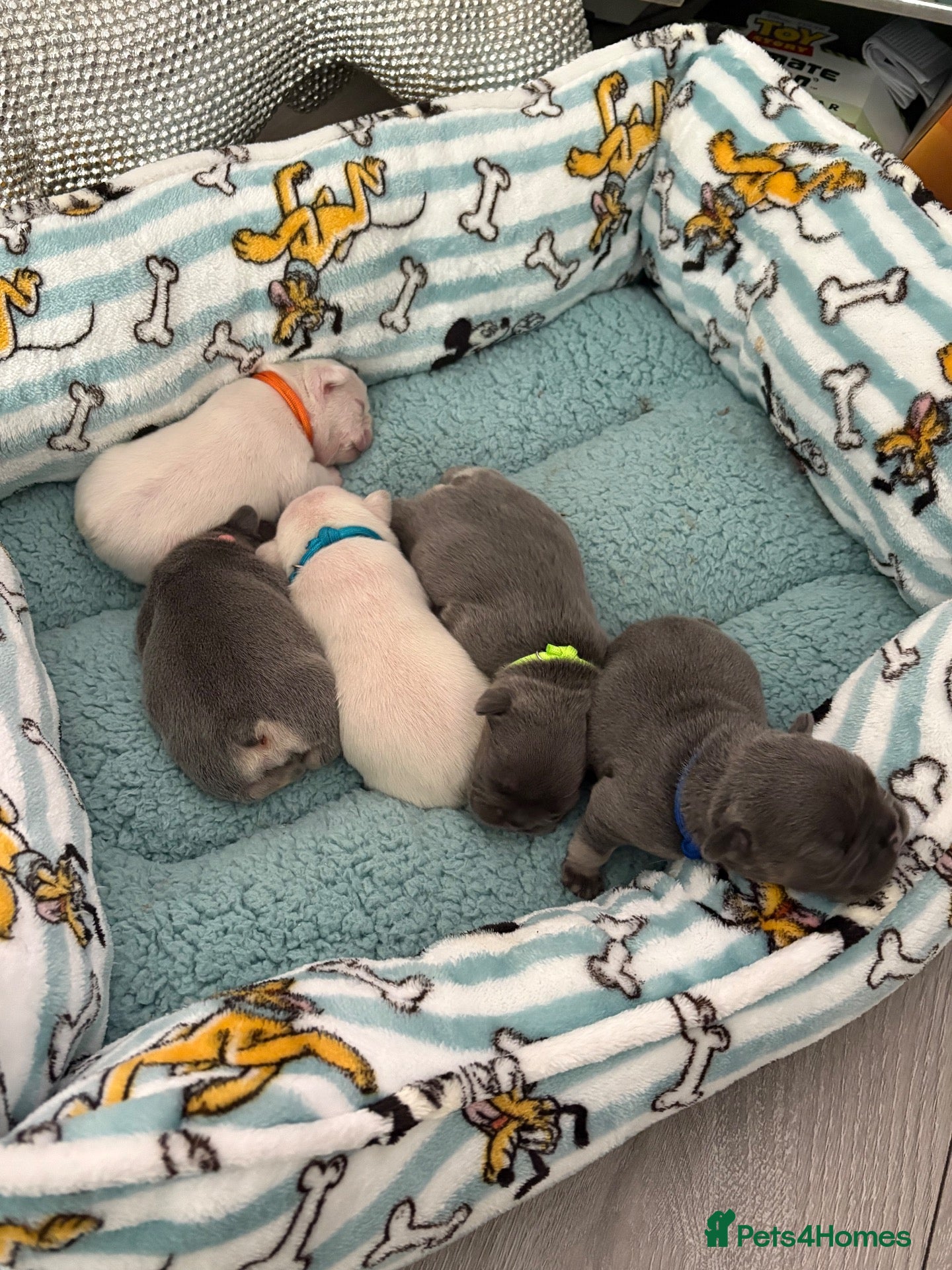 French Bulldog dogs KC french bulldog puppies  - Advert 3