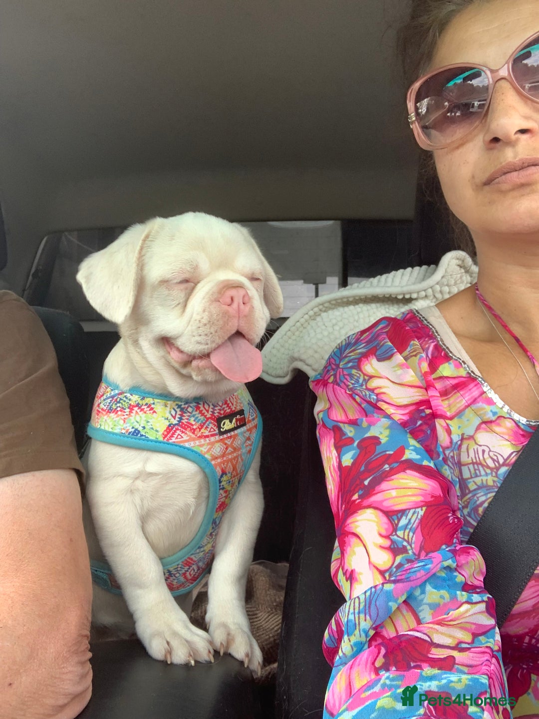 Mixed Breed dogs for sale: Bested boy that ever was Rare Pink Minibull boy  - Image 1