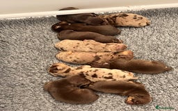 Olde English Bulldogge dogs for sale: RAINBOW OLD ENGLISH LITTER !!! - Image 3