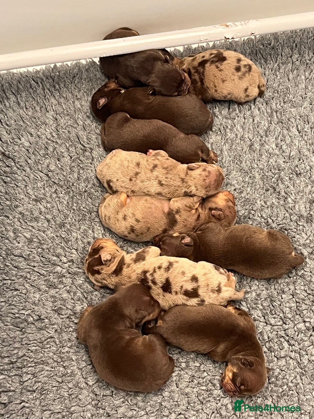 Olde English Bulldogge dogs for sale: RAINBOW OLD ENGLISH LITTER !!! - Image 3