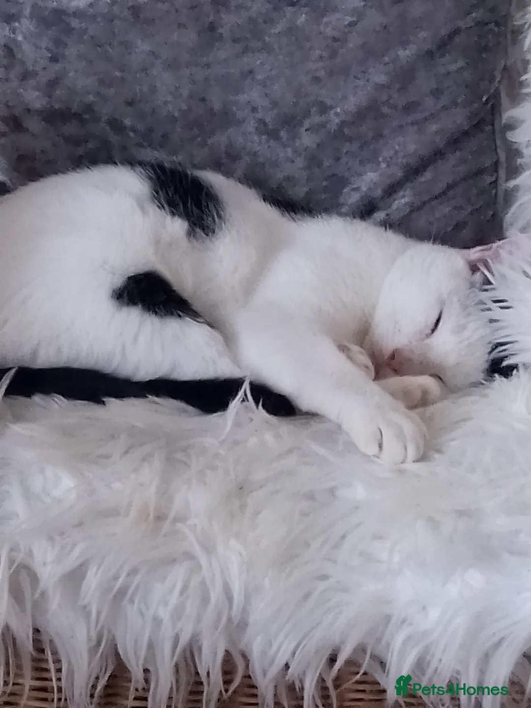 British Shorthair cats for sale: Female cuddly cat - Advert 1