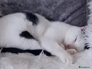 British Shorthair cats Female cuddly cat - Advert 3