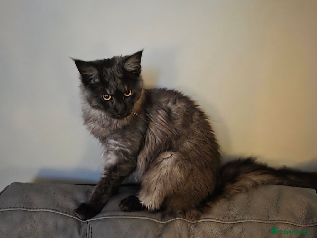 Maine Coon cats for sale: Maine coon - Image 6