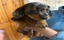 Dachshund dogs for sale: Our 7 Adorable Dachshund Puppies Ready for Homes - Image 23