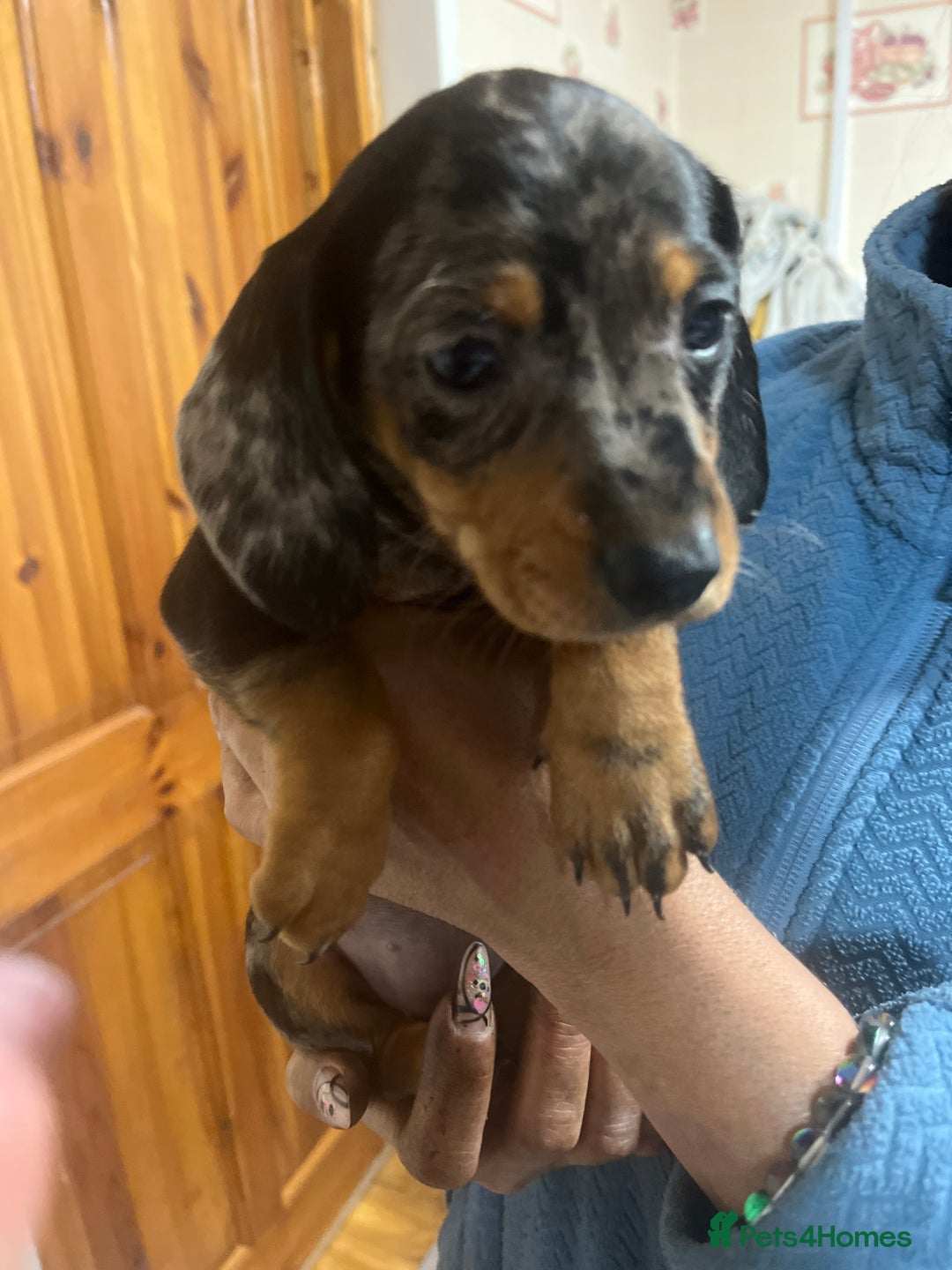 Dachshund dogs for sale: Our 7 Adorable Dachshund Puppies Ready for Homes - Image 23