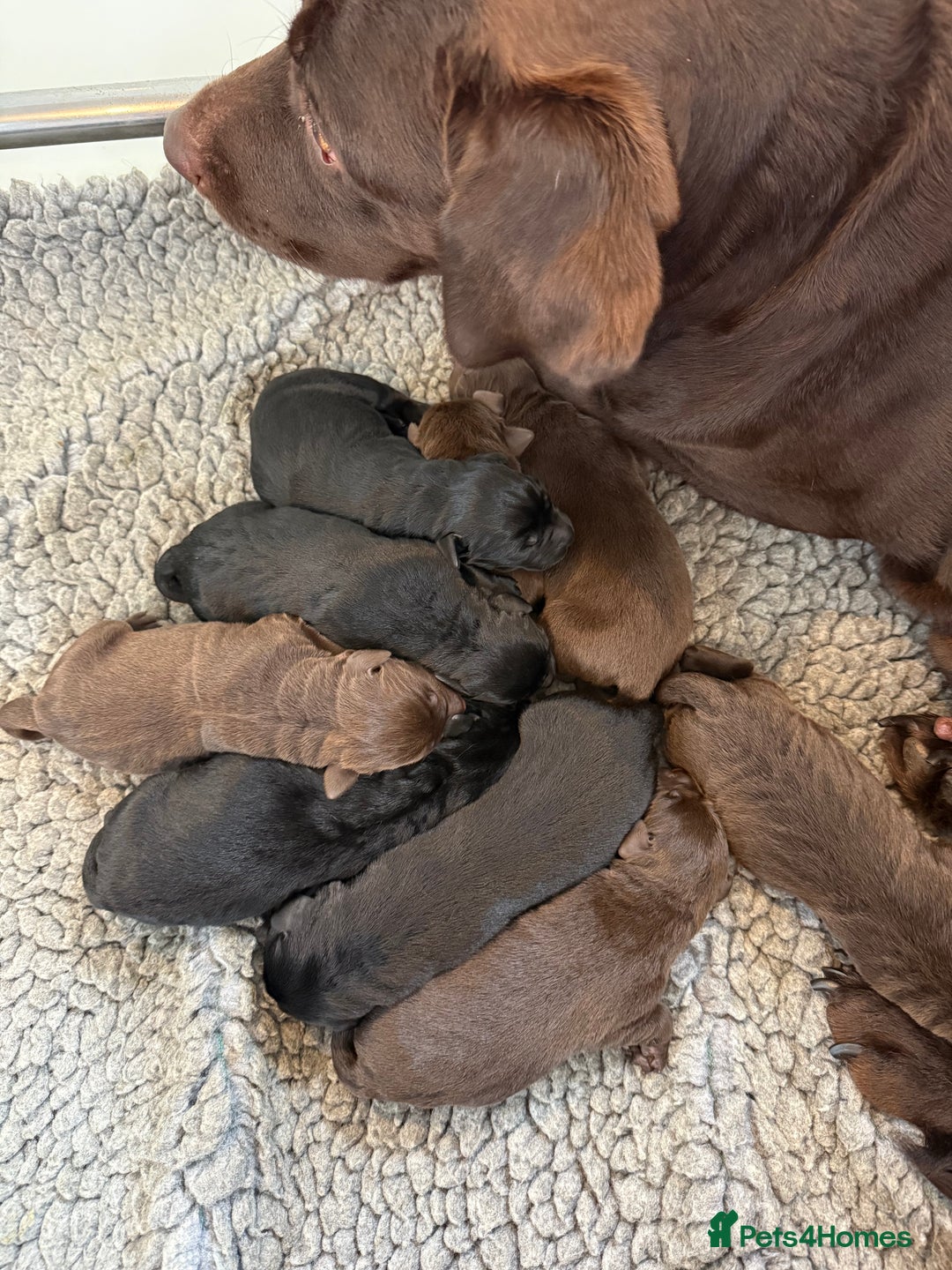 Labrador Retriever dogs for sale: Beautiful KC REG Fully health tested Labradors  - Image 9