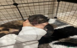 British Shorthair cats for sale: 🏆 Beautiful litter british shorthair babies 🥇  - Image 6