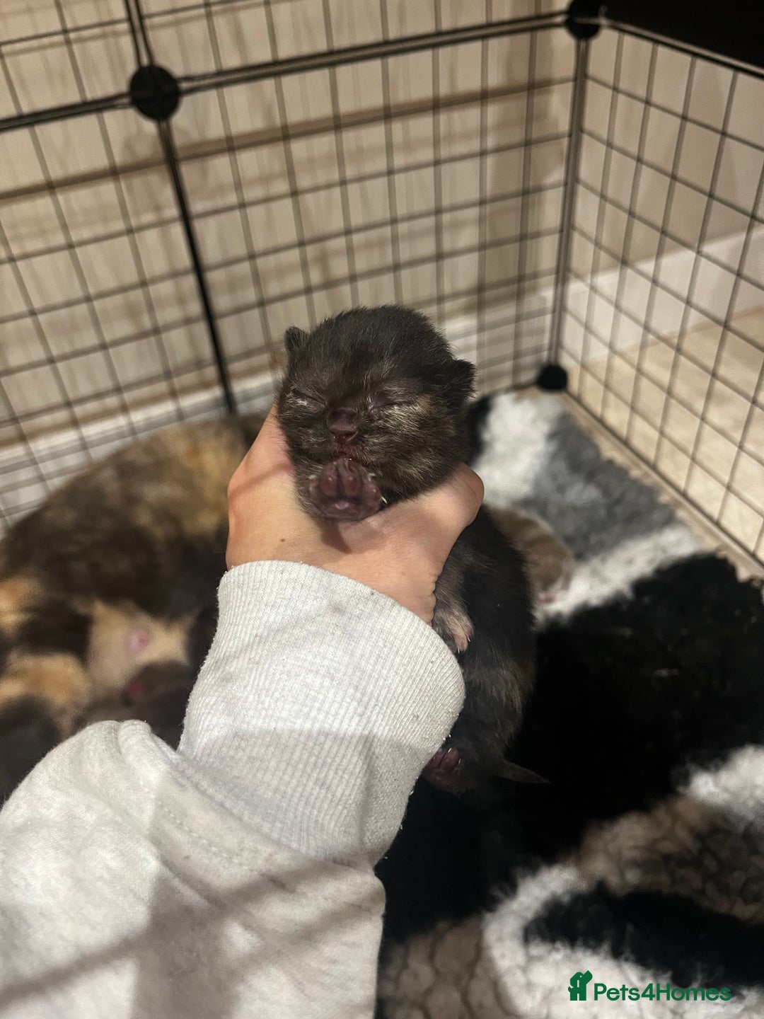 British Shorthair cats for sale: 🏆 Beautiful litter british shorthair babies 🥇  - Image 6