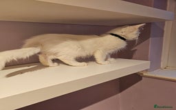 Ragdoll cats for sale: Loving half Ragdolls - Image 7